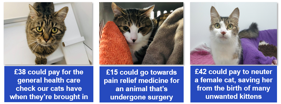 Animal welfare in East London - RSPCA London East - a Community crowdfunding project in London by Natalie Chopra Animal welfare in East London - RSPCA London East - a Community crowdfunding project in London by Natalie Chopra