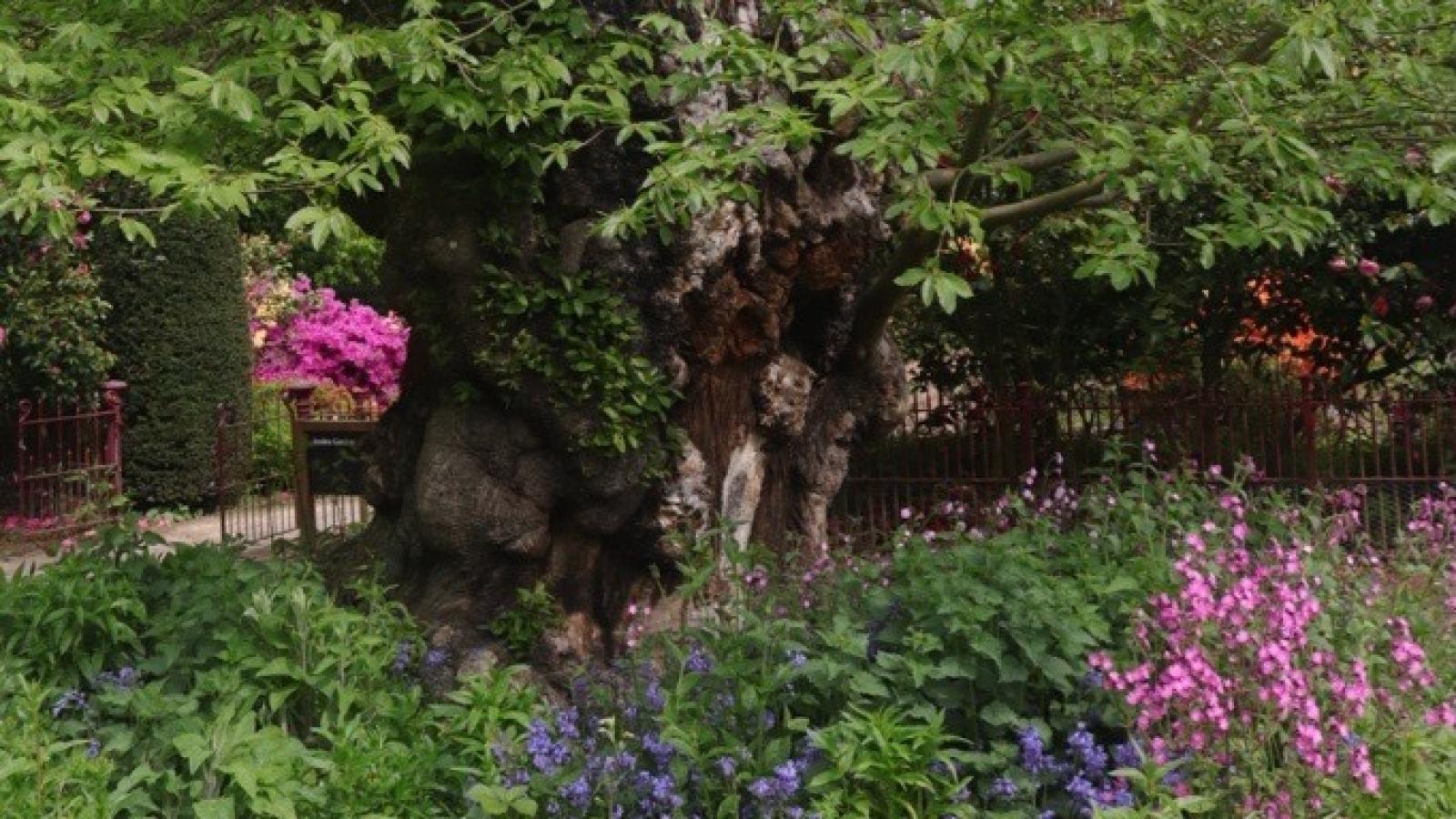 Chatsworth - Ancient Tree Inventory Workshop