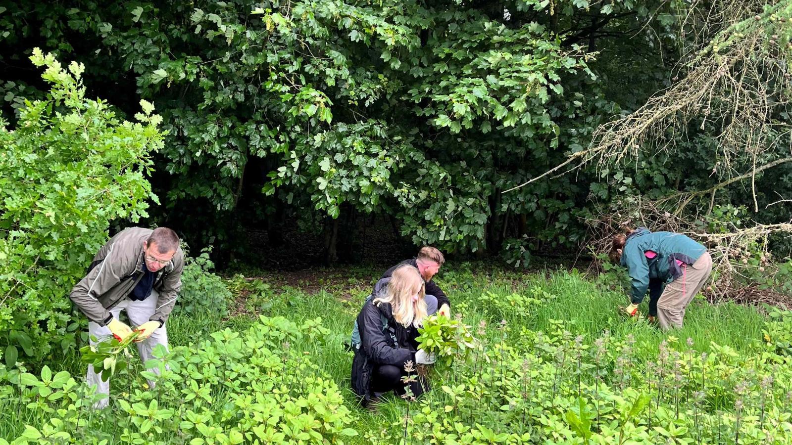 Himalayan Balsam Removal - Smithills Estate Bolton