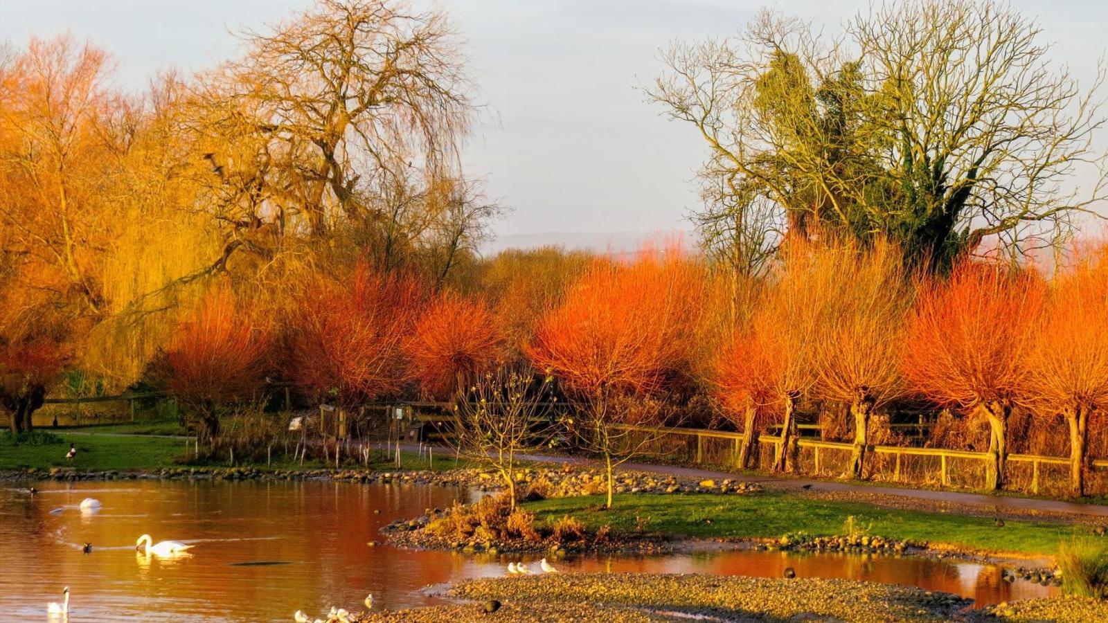 WWT Slimbridge Volunteering October