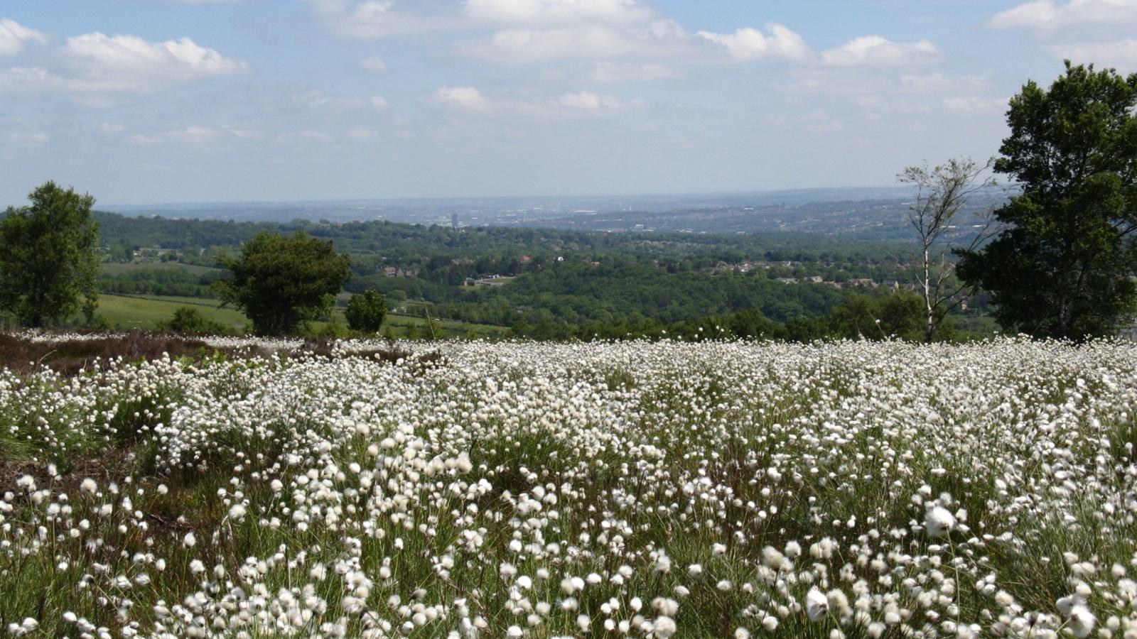 Blacka Moor: Help our Heathlands
