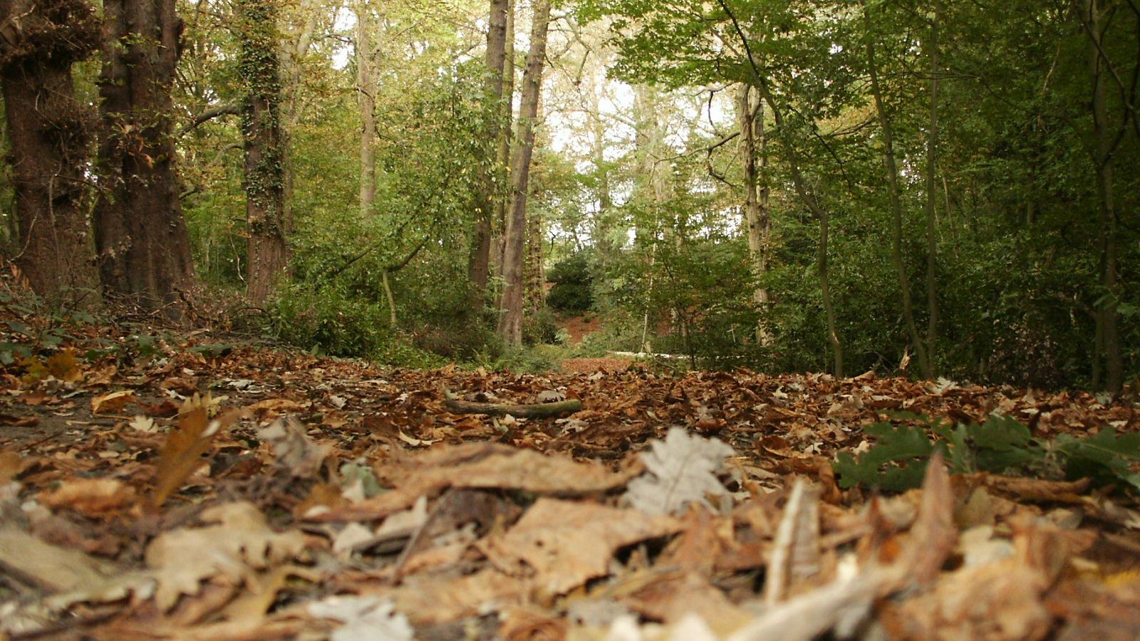 Wild Work Day at Oak Hill Woods (02.07.25)