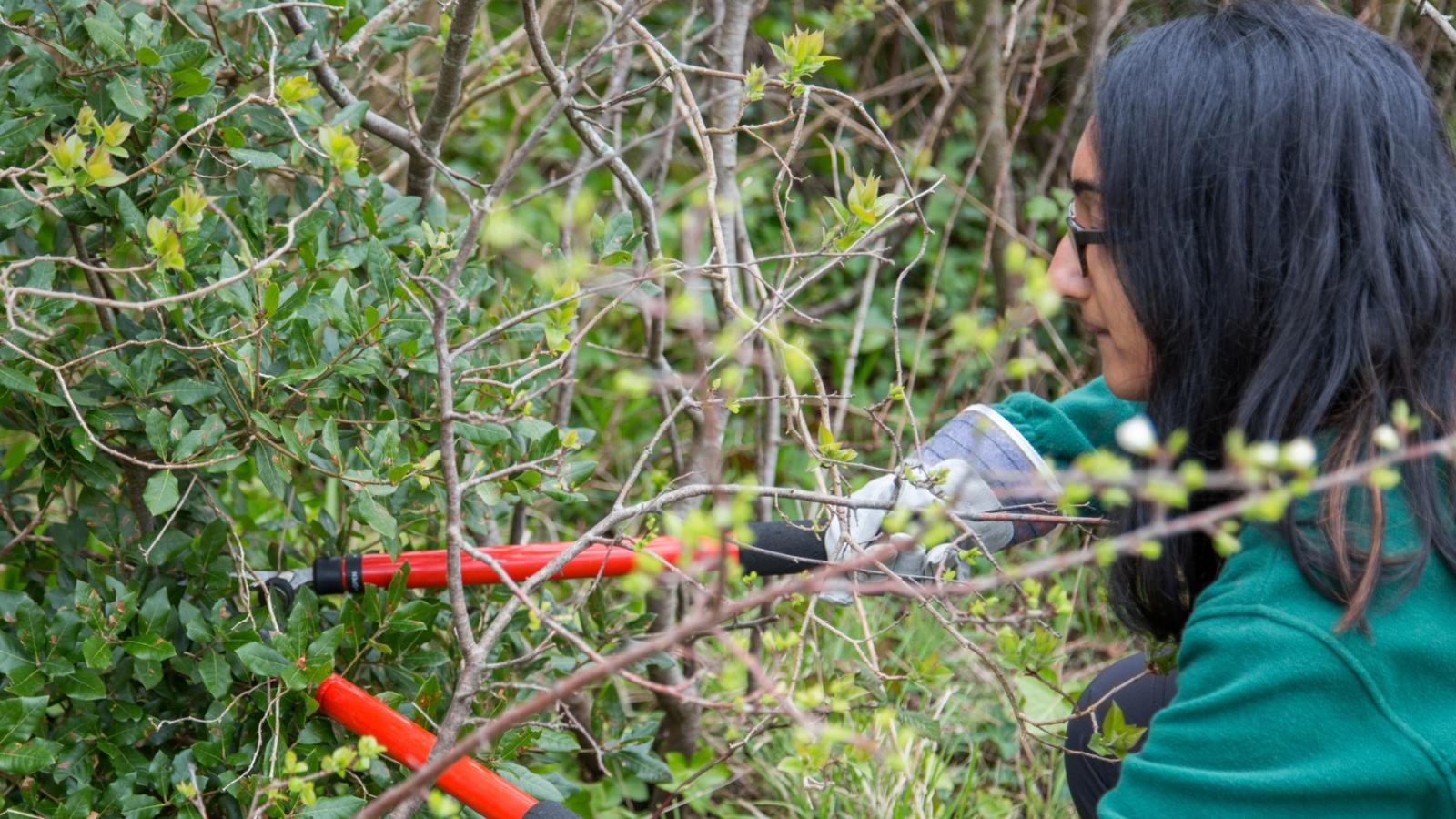 Scrub cutting at Emer Bog Nature Reserve