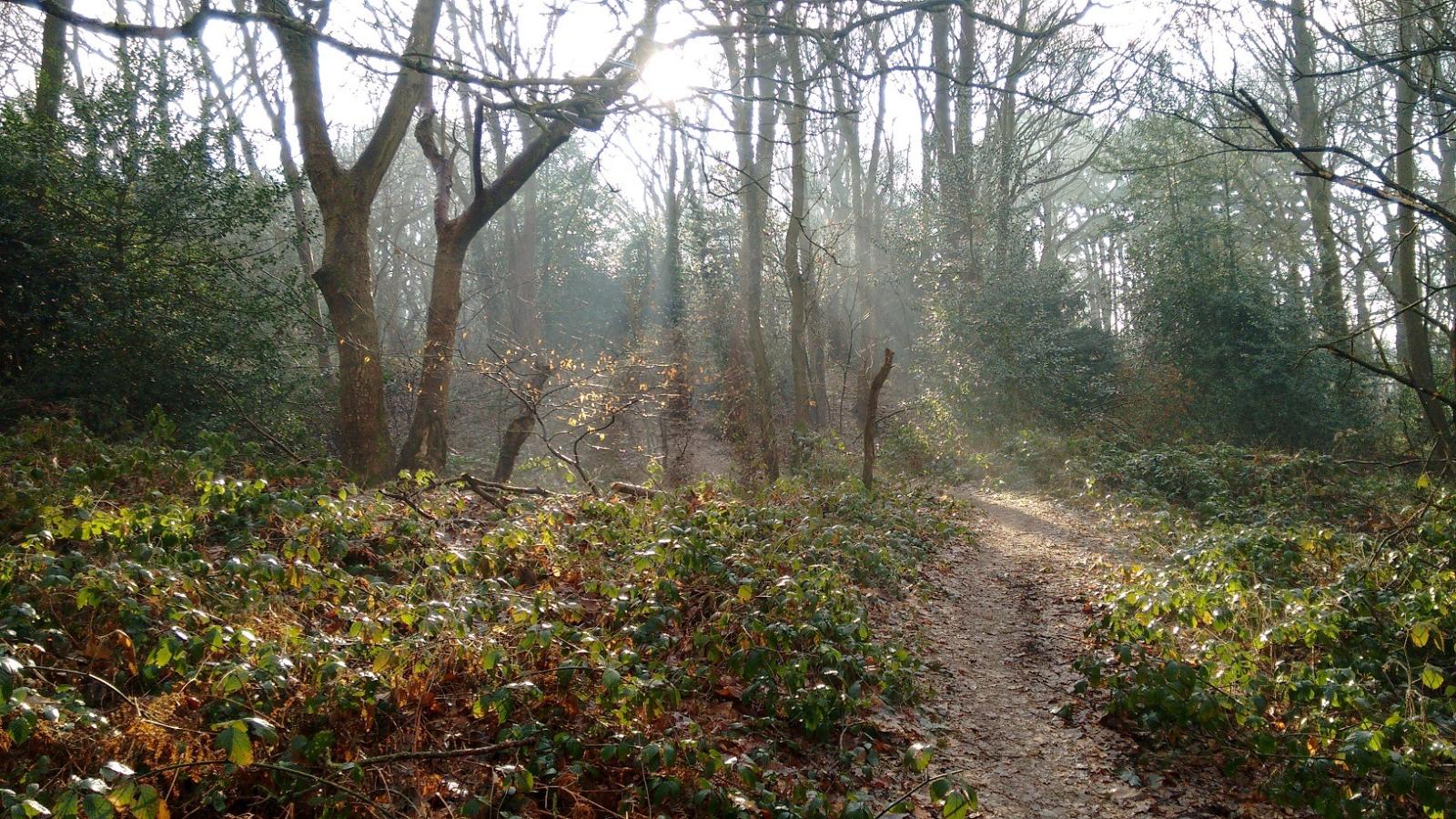 Wild Work Day at Bramley Bank (26.08.25)